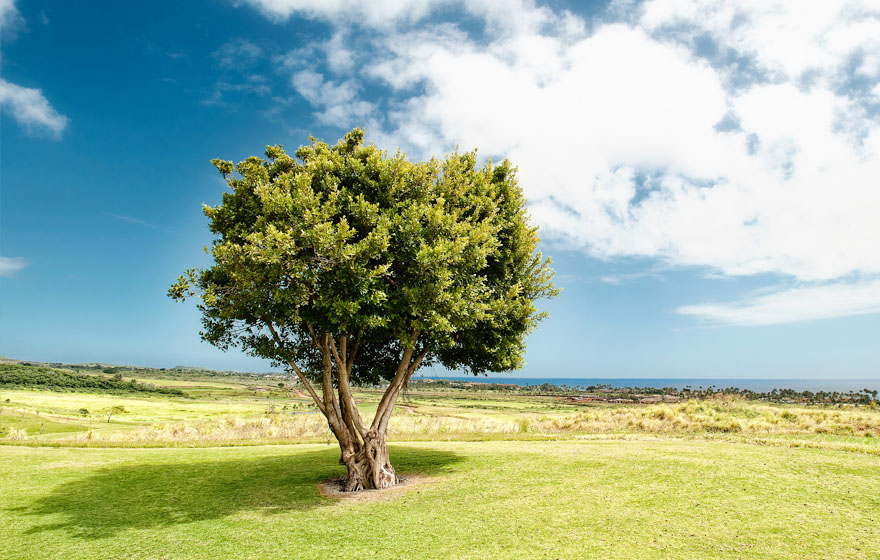 首页|拉斯维加斯9888集团官方网站